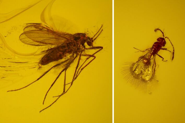 mm Fossil Fly & Wasp In Baltic Amber #123412